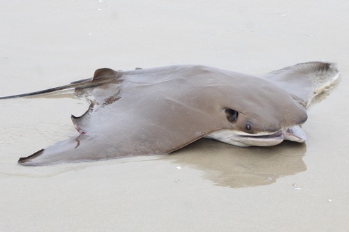 Representative image of Rhinoptera