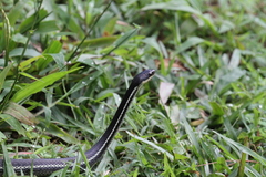 Thamnosophis lateralis