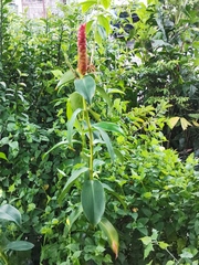 Costus scaber
