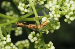 Necyla formosana