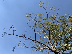 Tabebuia rosea