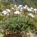 Forstera sedifolia - Photo (c) Alice Shanks, algunos derechos reservados (CC BY-NC), subido por Alice Shanks