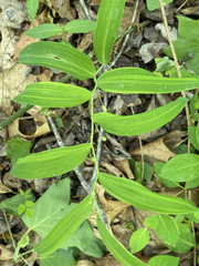 Polygonatum biflorum biflorum