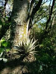 Tillandsia recurvifolia