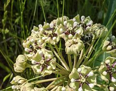 Scythris fuscicomella