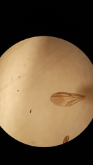 Austrosynapha apicalis