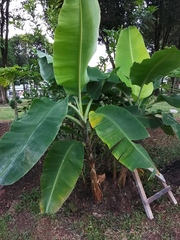 Musa × paradisiaca