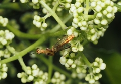 Necyla formosana
