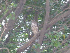 Accipiter trivirgatus