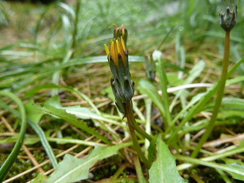 New Zealand Dandelion (Taraxacum zealandicum)