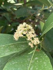 Ehretia tinifolia