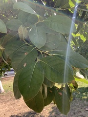 Ehretia tinifolia