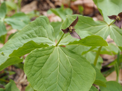 Trillium apetalon