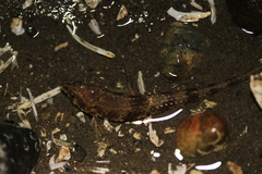 Odontopyxis trispinosa