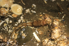 Odontopyxis trispinosa