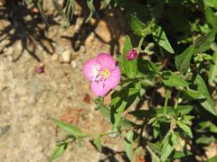 Oenothera rosea