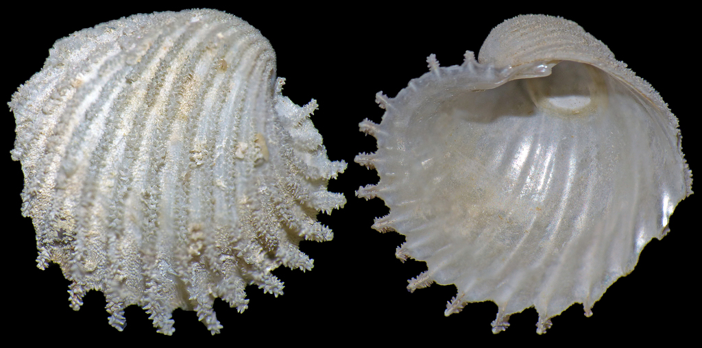 Verticordioidea
