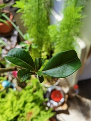 Adenium obesum