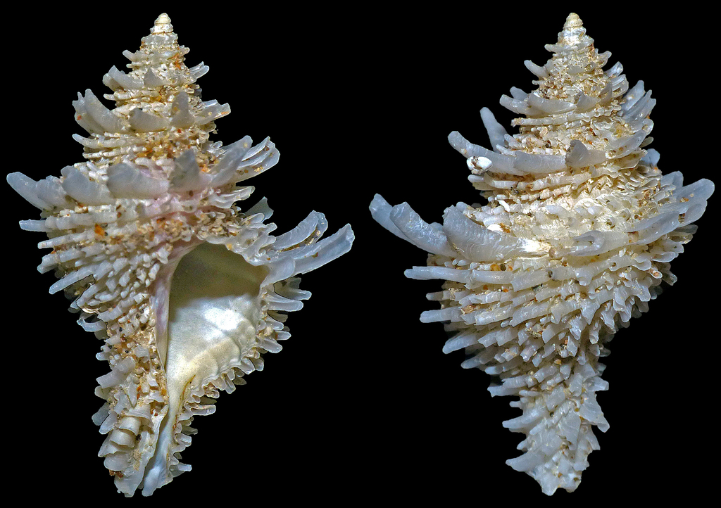 Babelomurex
