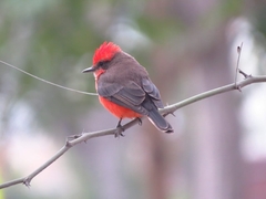 Pyrocephalus rubinus