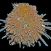 Spondylus tenellus - Photo (c) Simon Grove, some rights reserved (CC BY-NC), uploaded by Simon Grove