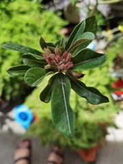 Adenium obesum