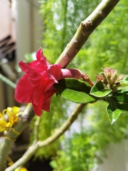 Adenium obesum