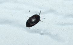 Eustrophinae