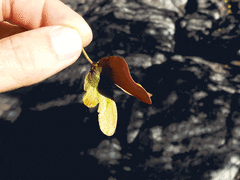 Acridocarpus natalitius natalitius