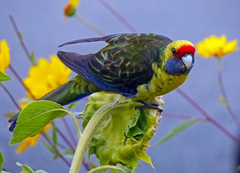 Platycercus caledonicus