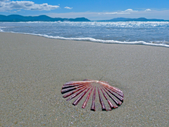 Pecten fumatus