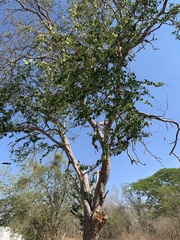 Pithecellobium dulce