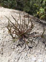 Claytonia parviflora viridis