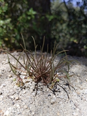 Claytonia parviflora viridis