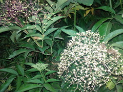 Sambucus