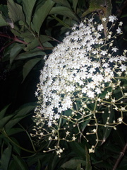 Sambucus