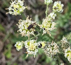 Scythris fuscicomella