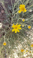 Eriophyllum lanatum achilleoides