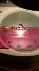 Eriophyllum lanatum achilleoides