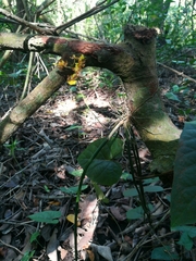 Trichocentrum ascendens