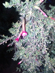 Cantua