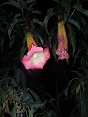 Brugmansia