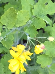 Chelidonium