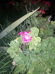 Pelargonium