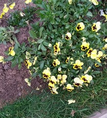 Viola × wittrockiana