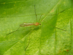 Prolimnophila areolata