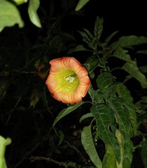Brugmansia