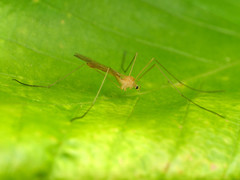 Prolimnophila areolata