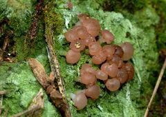 Baeomyces heteromorphus image