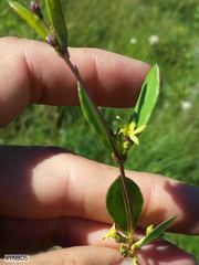 Cryptolepis oblongifolia